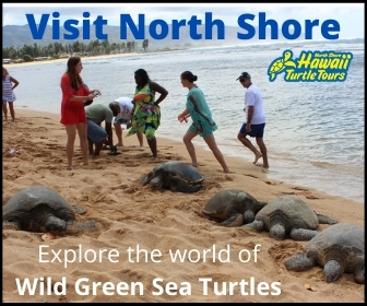 Hawaii Turtle Tour