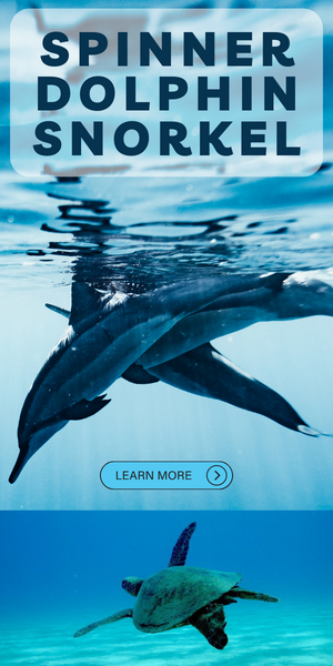 Spinner Dolphin Snorkel