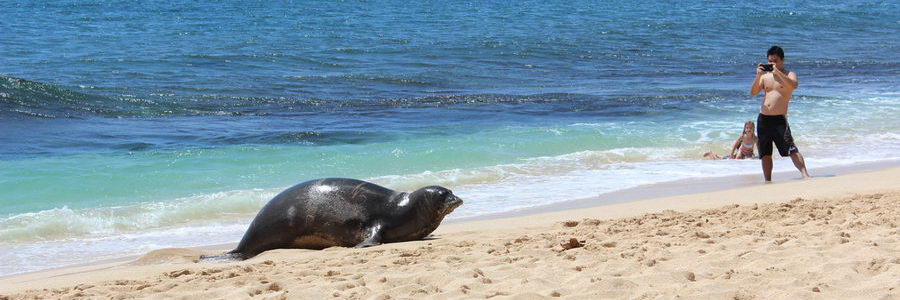 Wild Monk Seal on the North Shore