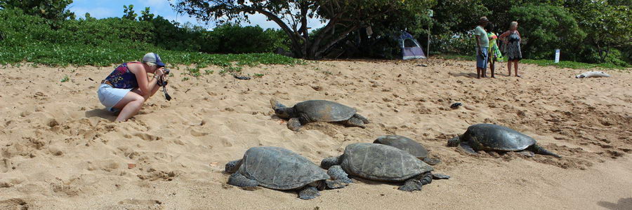 Turtle Beach North Shore