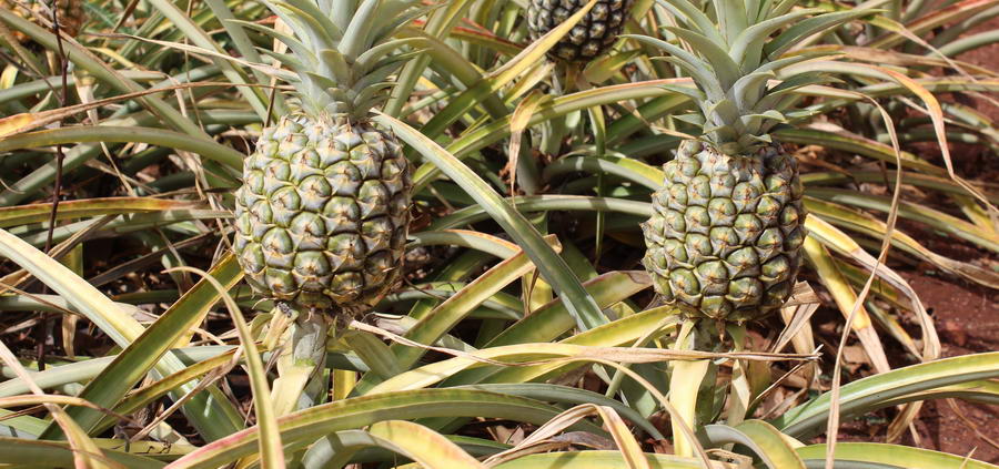 Dole Pineapple Plantation - Hanauma Bay State Park