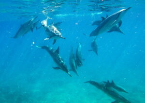 Pods of Wild Spinner Dolphins