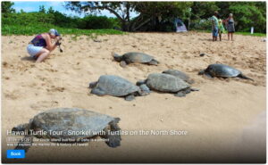 Hawaii Turtle Tour